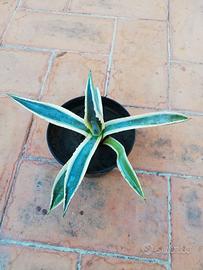 Agave Americana con radici e vaso