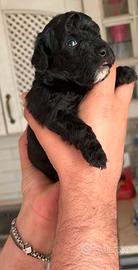 Cuccioli barboncino toy