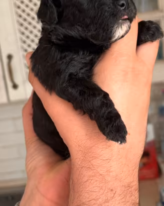Cuccioli barboncino toy