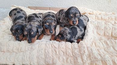 Bassotti tedeschi arlecchino silver