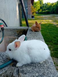 Cucciolo coniglio nano testa di leone