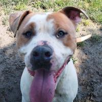 Ares AmStaff di 4 anni