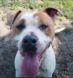 Ares AmStaff di 4 anni