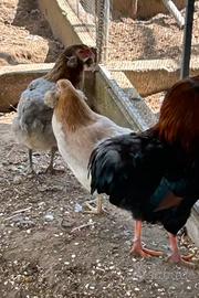Araucana