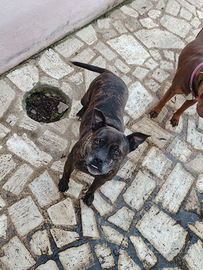 American Pitbull black nose tigrata femmina