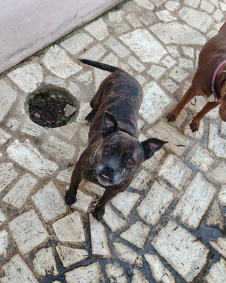American Pitbull black nose tigrata femmina