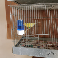 Canarini da canto malinois