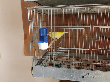 Canarini da canto malinois