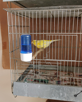 Canarini da canto malinois