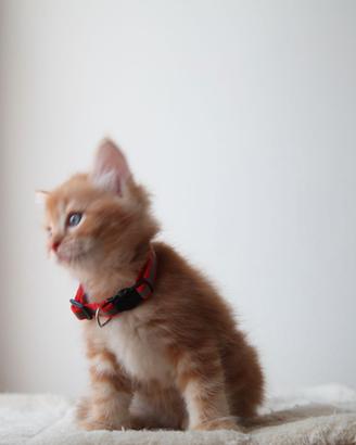 cucciola gatto siberiano