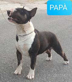 Cucciole di BULL TERRIER standard