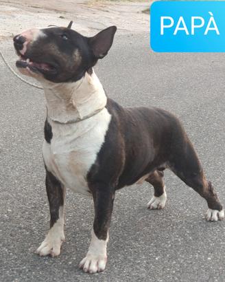 Cucciole di BULL TERRIER standard