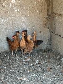 Galline nane