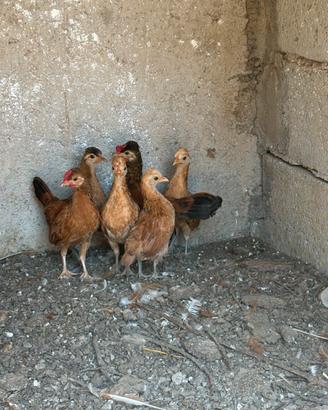 Galline nane