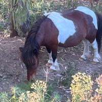 Pony femmina