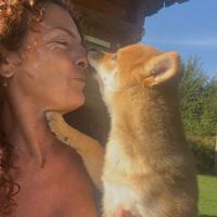 Shiba, cucciolo femmina