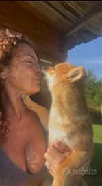 Shiba, cucciolo femmina