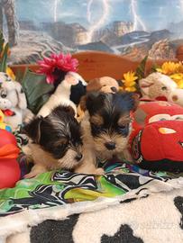 Cuccioli Yorkshire Tre Colori Biewer Yorkshire