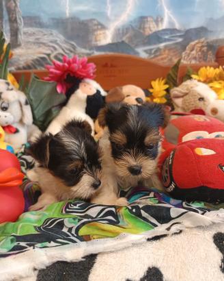 Cuccioli Yorkshire Tre Colori Biewer Yorkshire