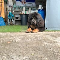 Cuccioli mastino tibetano