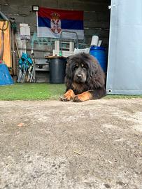 Cuccioli mastino tibetano