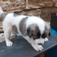 Cucciolo di pastore dell'Asia centrale