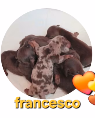 bassotti