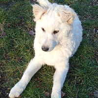 Una casa per Meringa