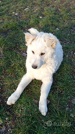 Una casa per Meringa