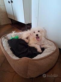 Maltipoo cucciolo
