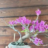 Bonsai in fiore