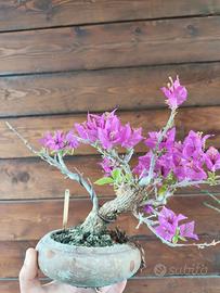 Bonsai in fiore