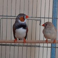 Coppia riproduttiva di Diamantini