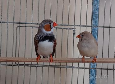 Coppia riproduttiva di Diamantini