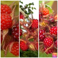 MORE ROSSE GIAPPONESE SPEDIZIONE DISPONIBILE 