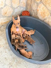 Cuccioli di Pincher