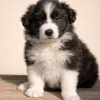 Cuccioli di Border Collie con Pedigree ENCI