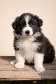 Cuccioli di Border Collie con Pedigree ENCI
