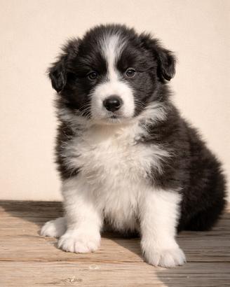 Cuccioli di Border Collie con Pedigree ENCI