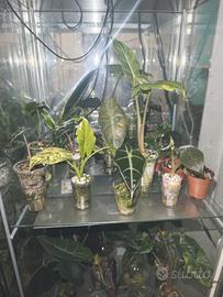 Alocasia cormi e piantine radicate