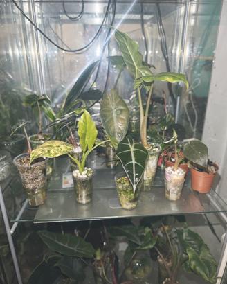 Alocasia cormi e piantine radicate