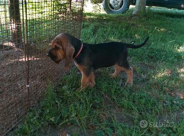 Cane di sant uberto-bloodhound