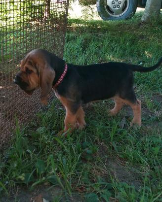 Cane di sant uberto-bloodhound