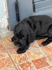 Cocker spaniel inglese
