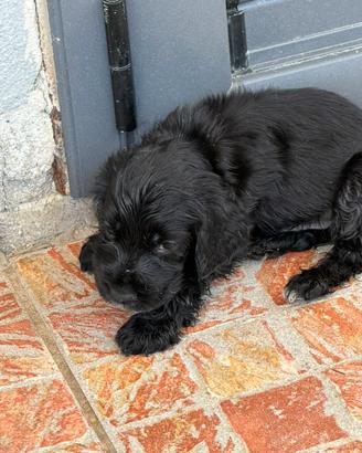 Cocker spaniel inglese