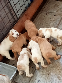 Cuccioli di Cocker pronti
