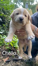 Cuccioli maschi in ADOZIONE