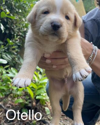 Cuccioli maschi in ADOZIONE