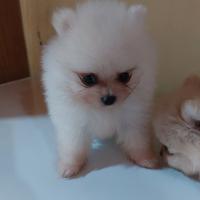 Spitz di pomerania toy maschio