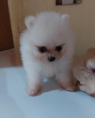 Spitz di pomerania toy maschio